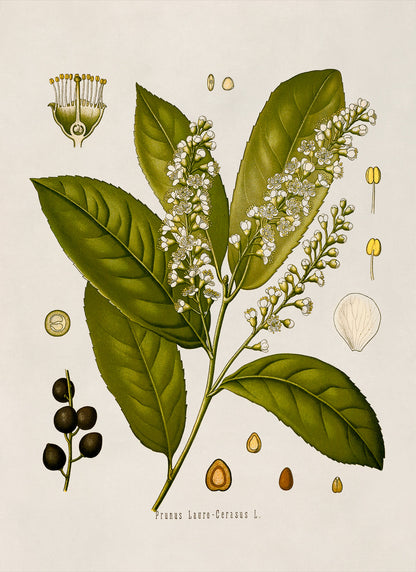 Cherry Laurel Plant Botanical Illustration Print, MOBO114