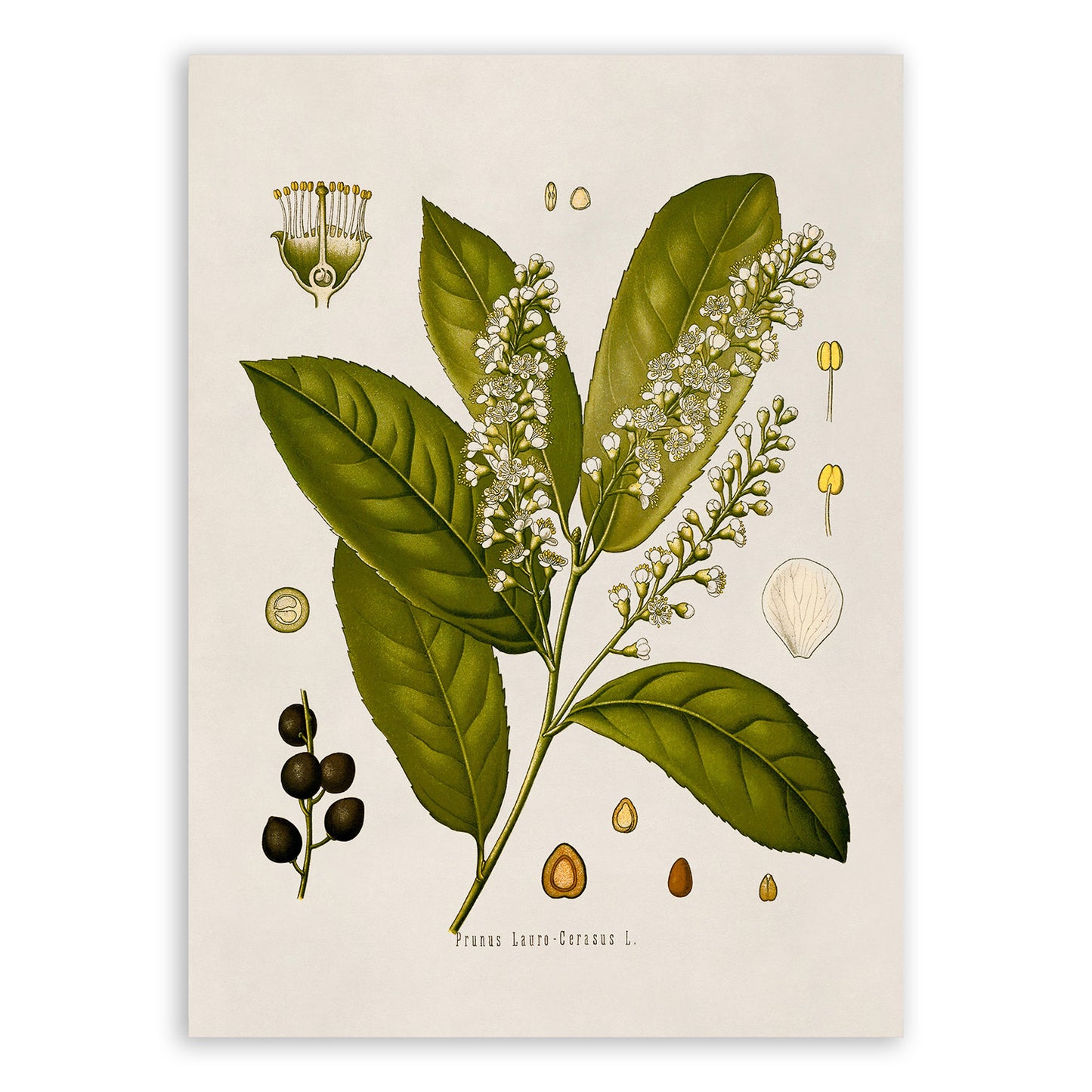 Cherry Laurel Plant Botanical Illustration Print, MOBO114