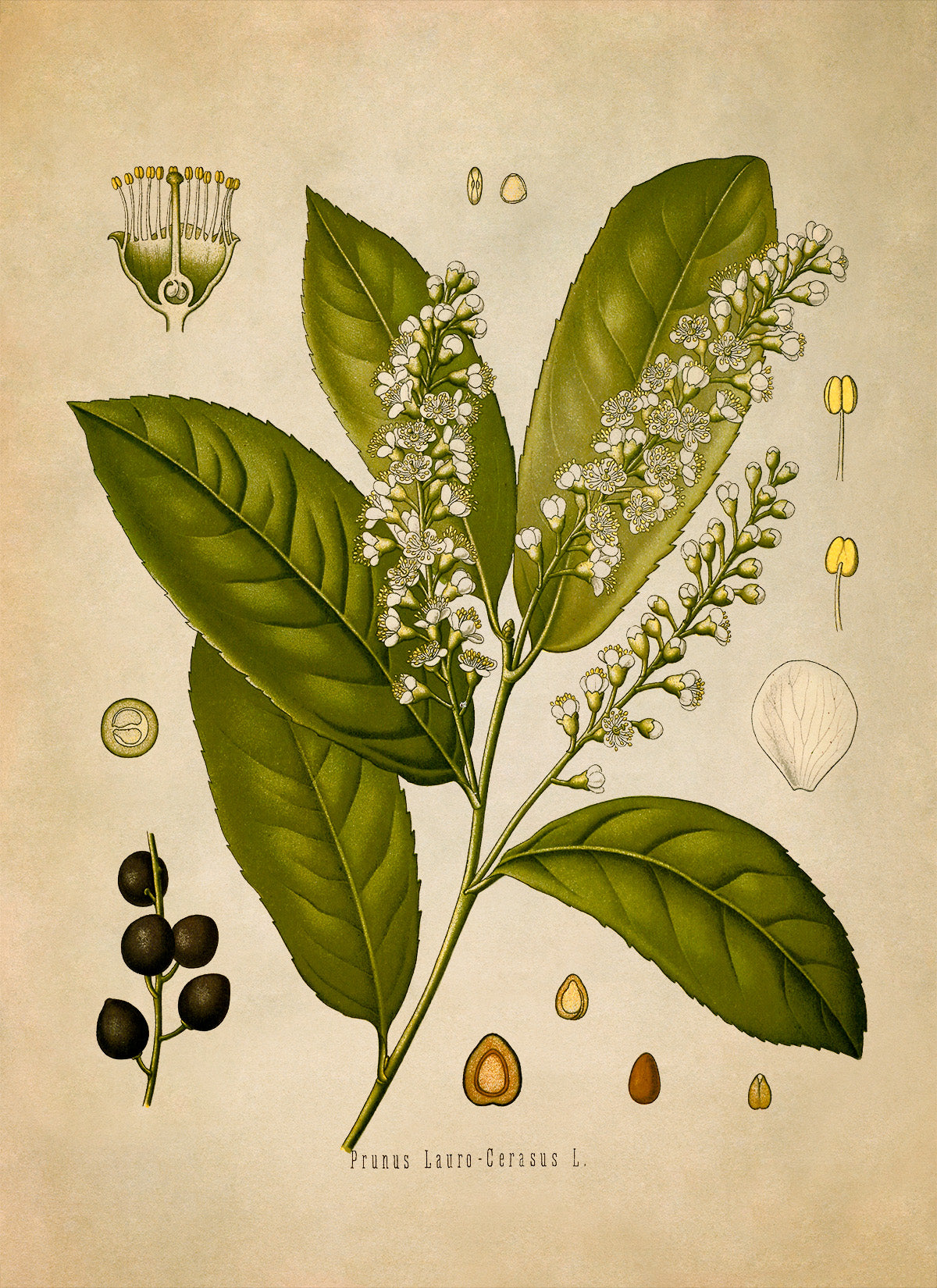 Cherry Laurel Plant Botanical Illustration Print, MOBO114