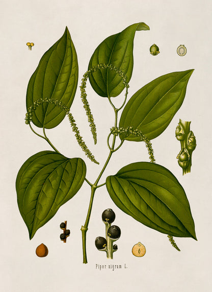 Black Pepper Plant Botanical Illustration Print, MOBO115