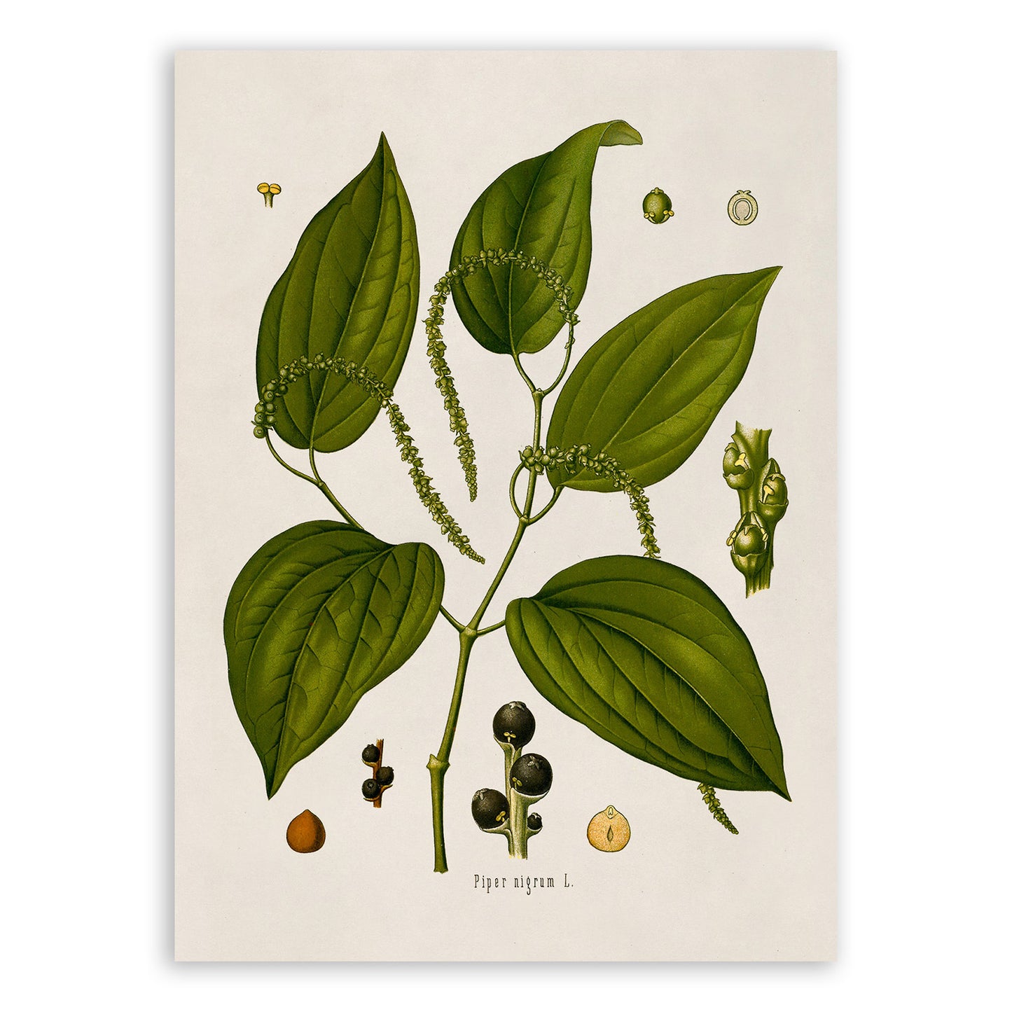 Black Pepper Plant Botanical Illustration Print, MOBO115