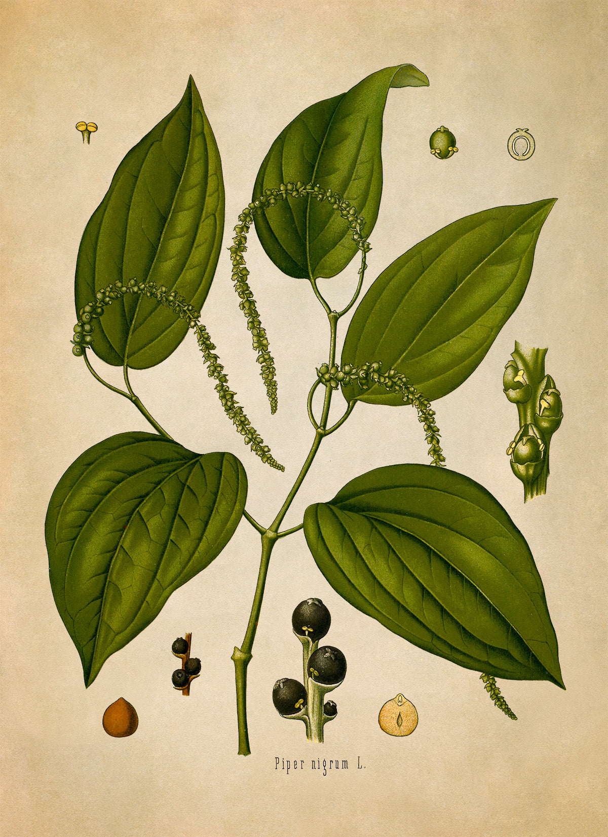 Black Pepper Plant Botanical Illustration Print, MOBO115