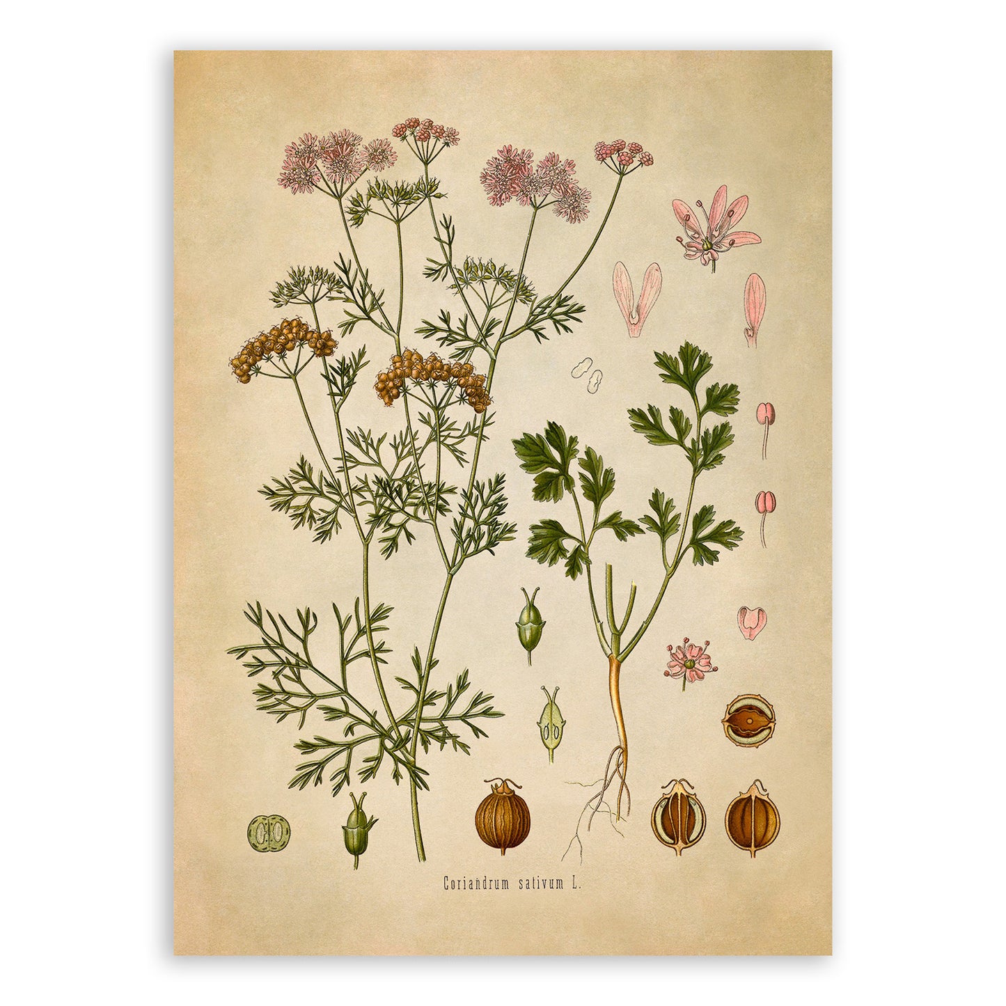 Cilantro Plant Botanical Illustration Print, MOBO116