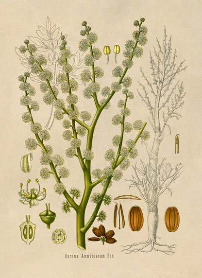 Ammoniacum Plant Botanical Illustration Print, MOBO117