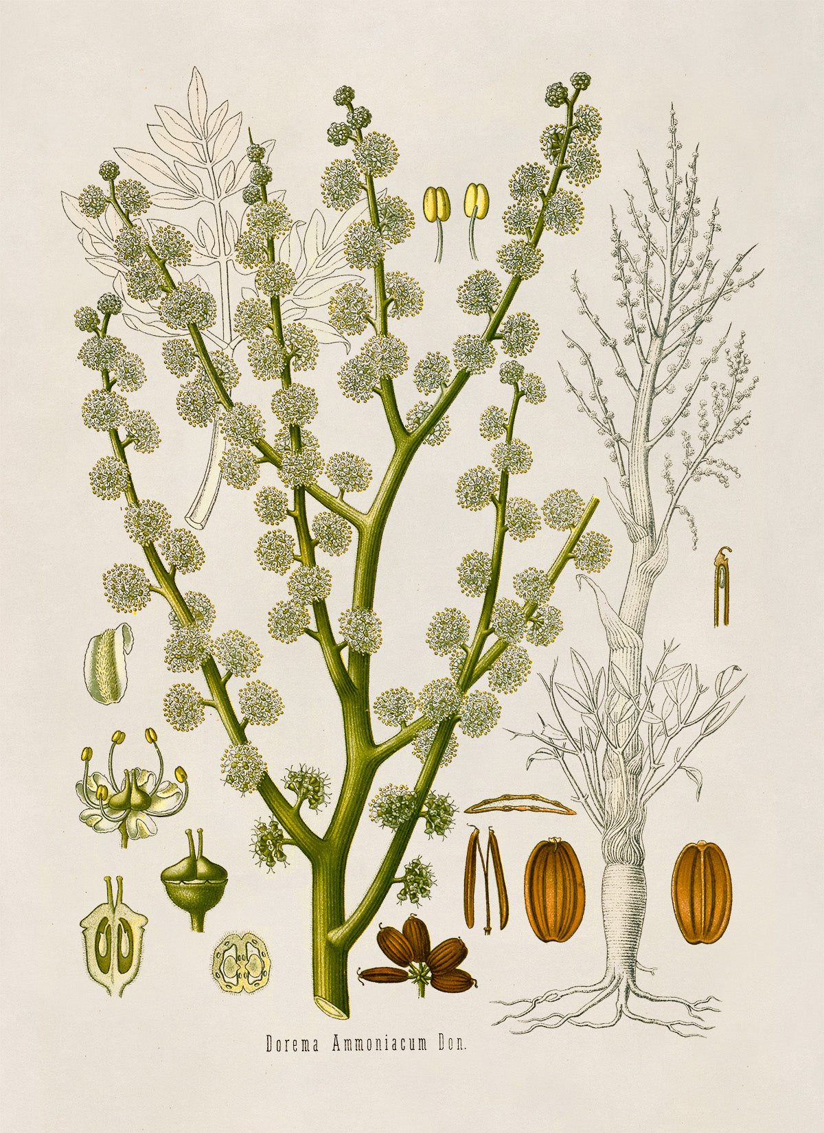 Ammoniacum Plant Botanical Illustration Print, MOBO117