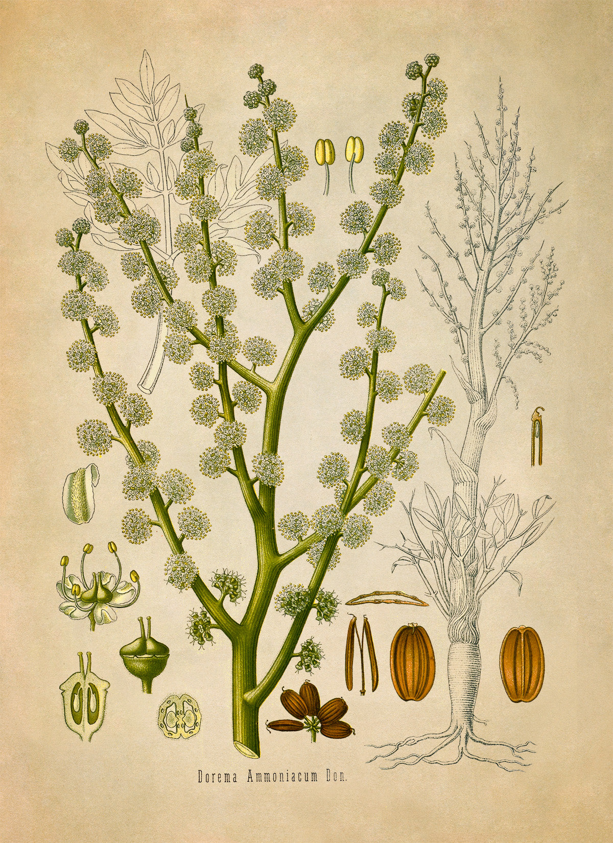 Ammoniacum Plant Botanical Illustration Print, MOBO117