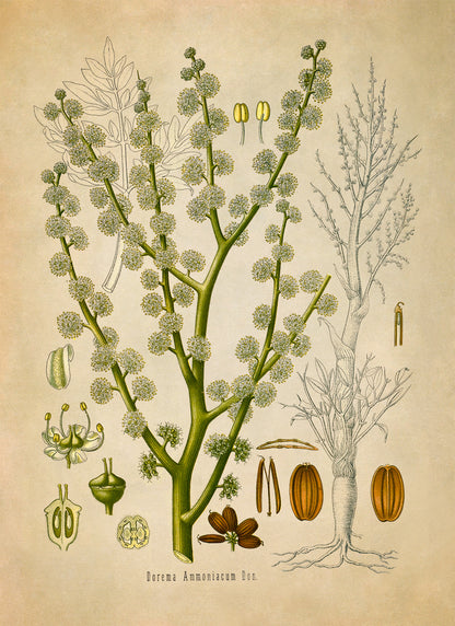 Ammoniacum Plant Botanical Illustration Print, MOBO117