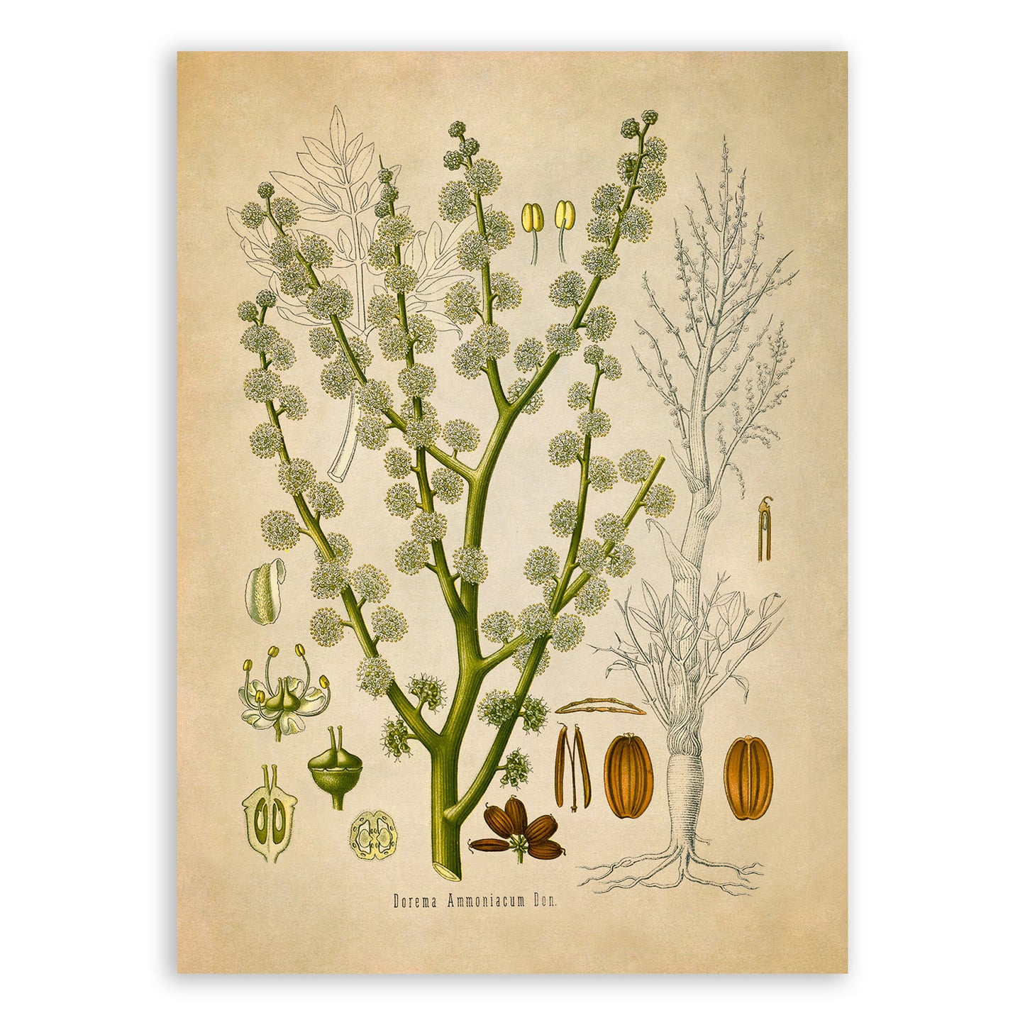 Ammoniacum Plant Botanical Illustration Print, MOBO117