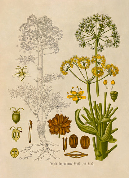 Ferula Foetida Plant Botanical Illustration Print, MOBO118