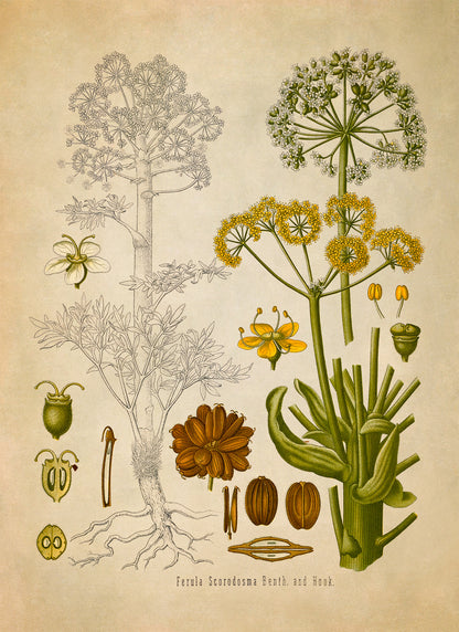 Ferula Foetida Plant Botanical Illustration Print, MOBO118