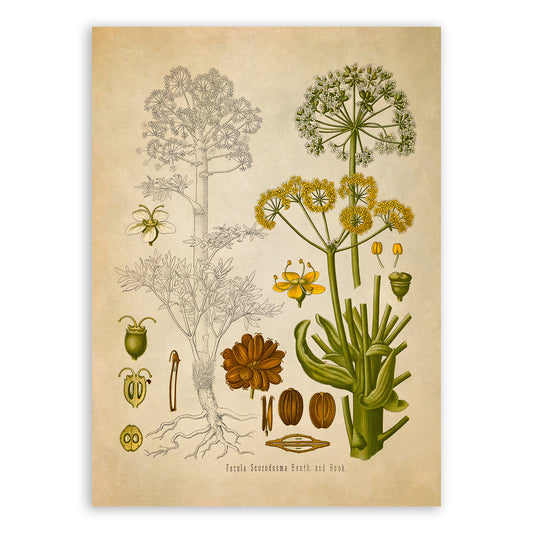 Ferula Foetida Plant Botanical Illustration Print, MOBO118