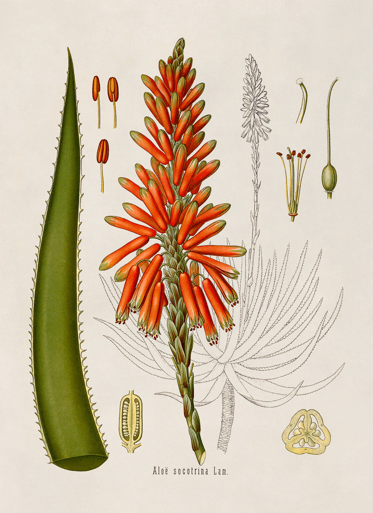 Aloe Plant Botanical Illustration Print, MOBO119