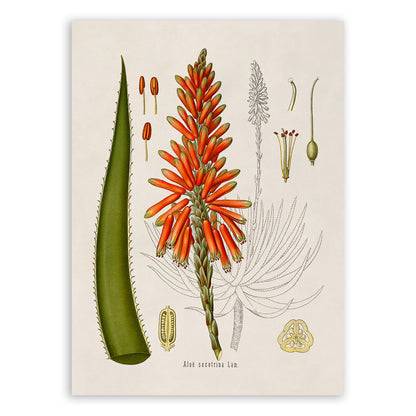 Aloe Plant Botanical Illustration Print, MOBO119