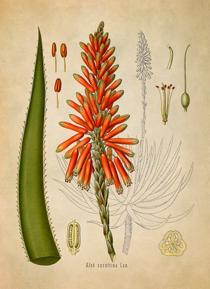 Aloe Plant Botanical Illustration Print, MOBO119