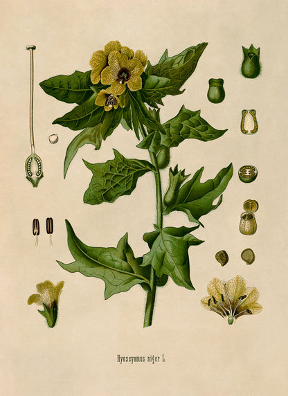 Henbane Poisonous Plant Botanical Illustration Print, MOBO11