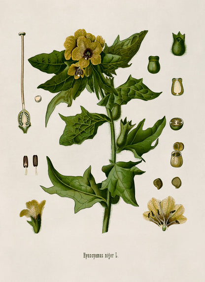 Henbane Poisonous Plant Botanical Illustration Print, MOBO11