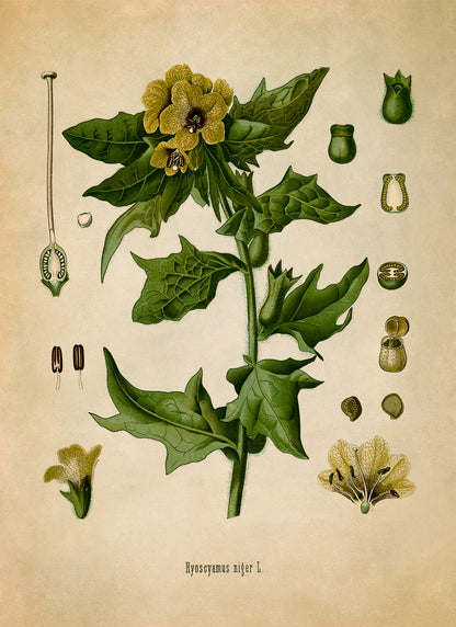 Henbane Poisonous Plant Botanical Illustration Print, MOBO11