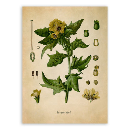 Henbane Poisonous Plant Botanical Illustration Print, MOBO11