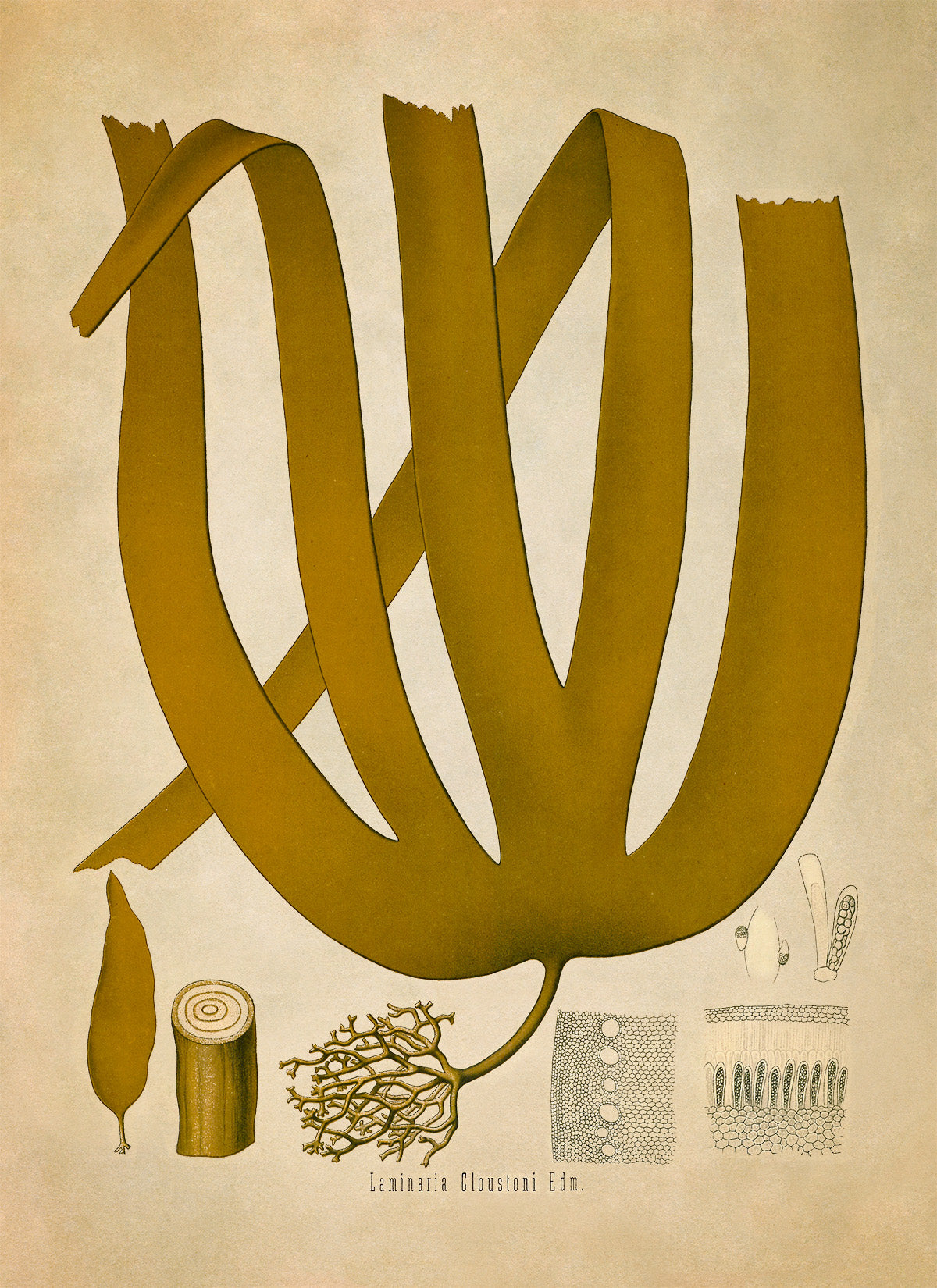 Seaweed Plant Botanical Illustration Print, MOBO120