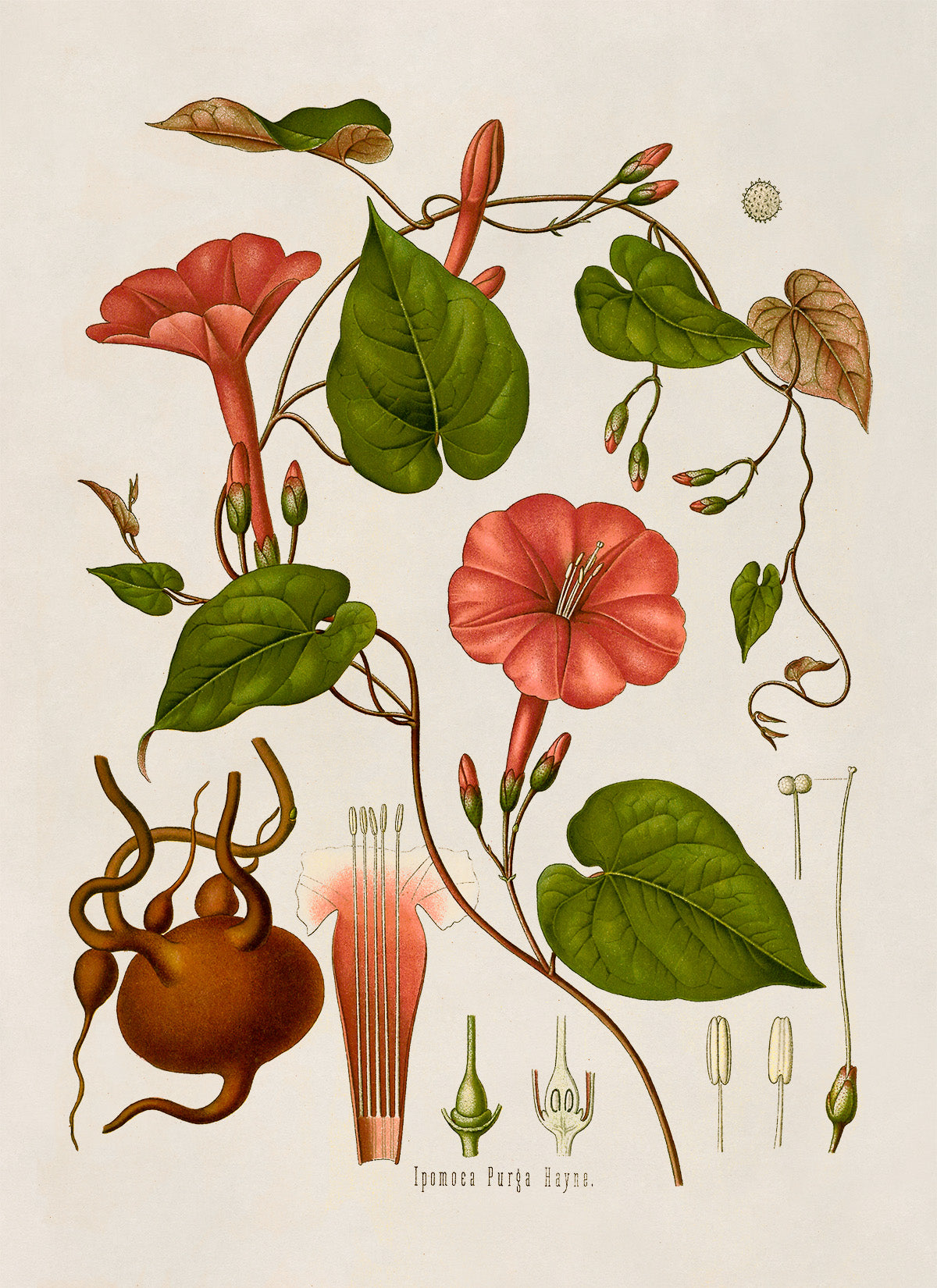 Jalap Flowering Vine Plant Botanical Illustration Print, MOBO121