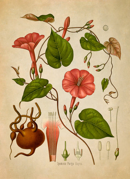 Jalap Flowering Vine Plant Botanical Illustration Print, MOBO121