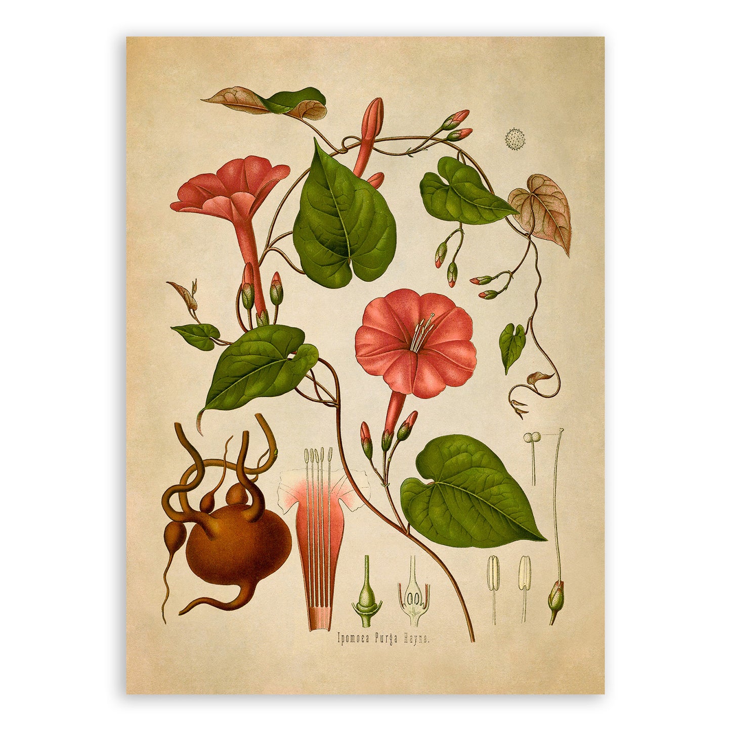 Jalap Flowering Vine Plant Botanical Illustration Print, MOBO121