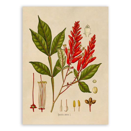 Amargo Plant Botanical Illustration Print, MOBO122