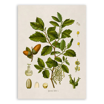 Cork Oak Tree Botanical Illustration Print, MOBO123