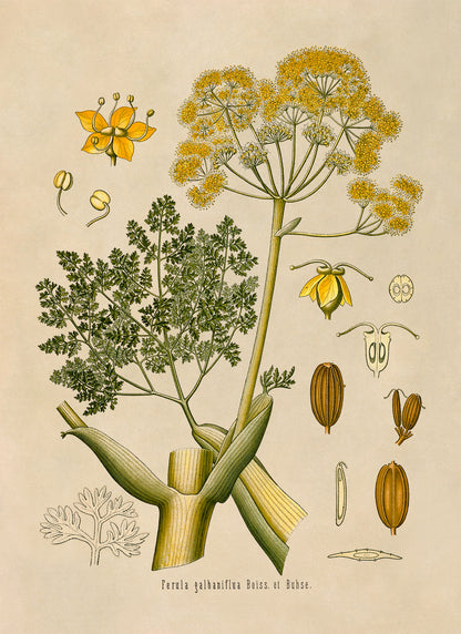 Galbanum Plant Botanical Illustration Print, MOBO124