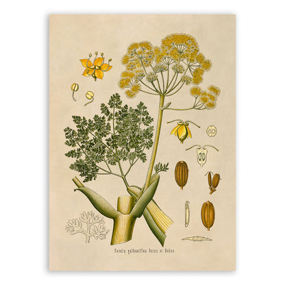 Galbanum Plant Botanical Illustration Print, MOBO124