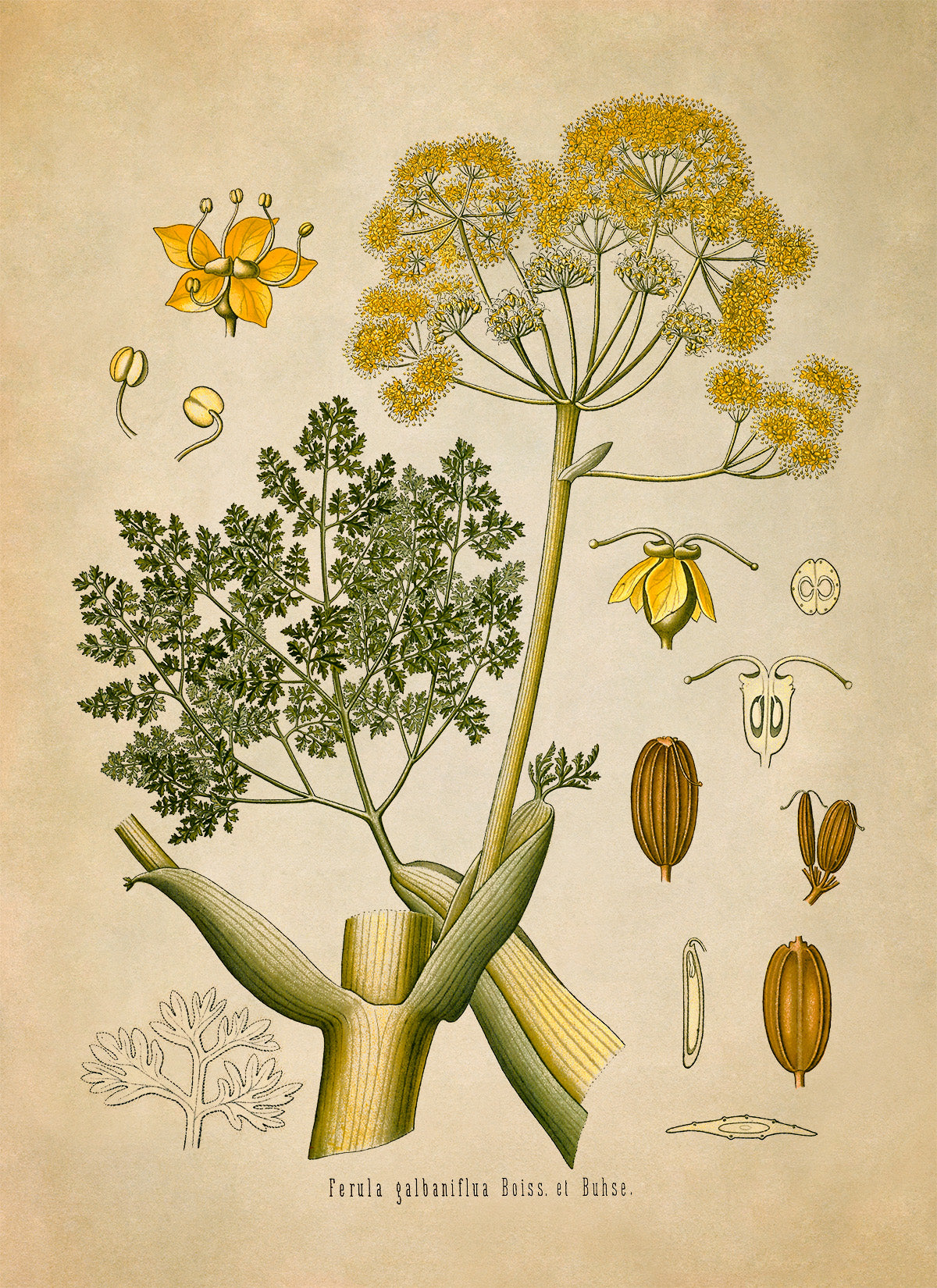 Galbanum Plant Botanical Illustration Print, MOBO124