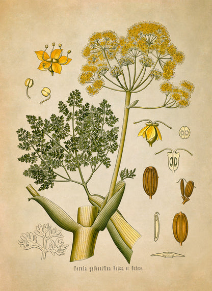 Galbanum Plant Botanical Illustration Print, MOBO124