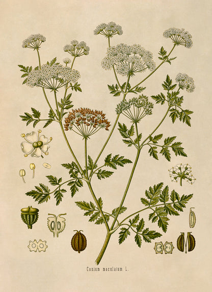 Poison Hemlock Plant Botanical Illustration Print, MOBO125