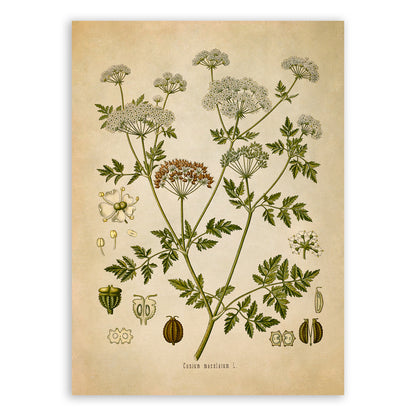 Poison Hemlock Plant Botanical Illustration Print, MOBO125