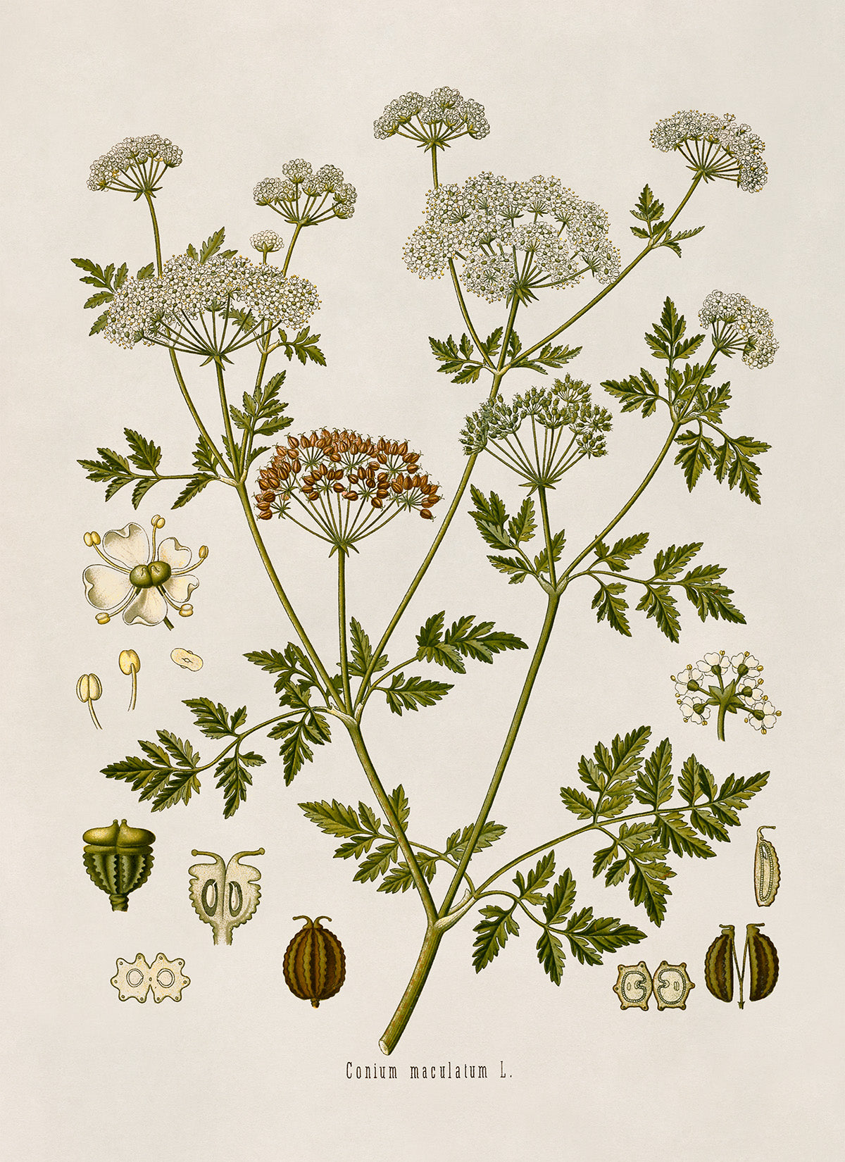 Poison Hemlock Plant Botanical Illustration Print, MOBO125