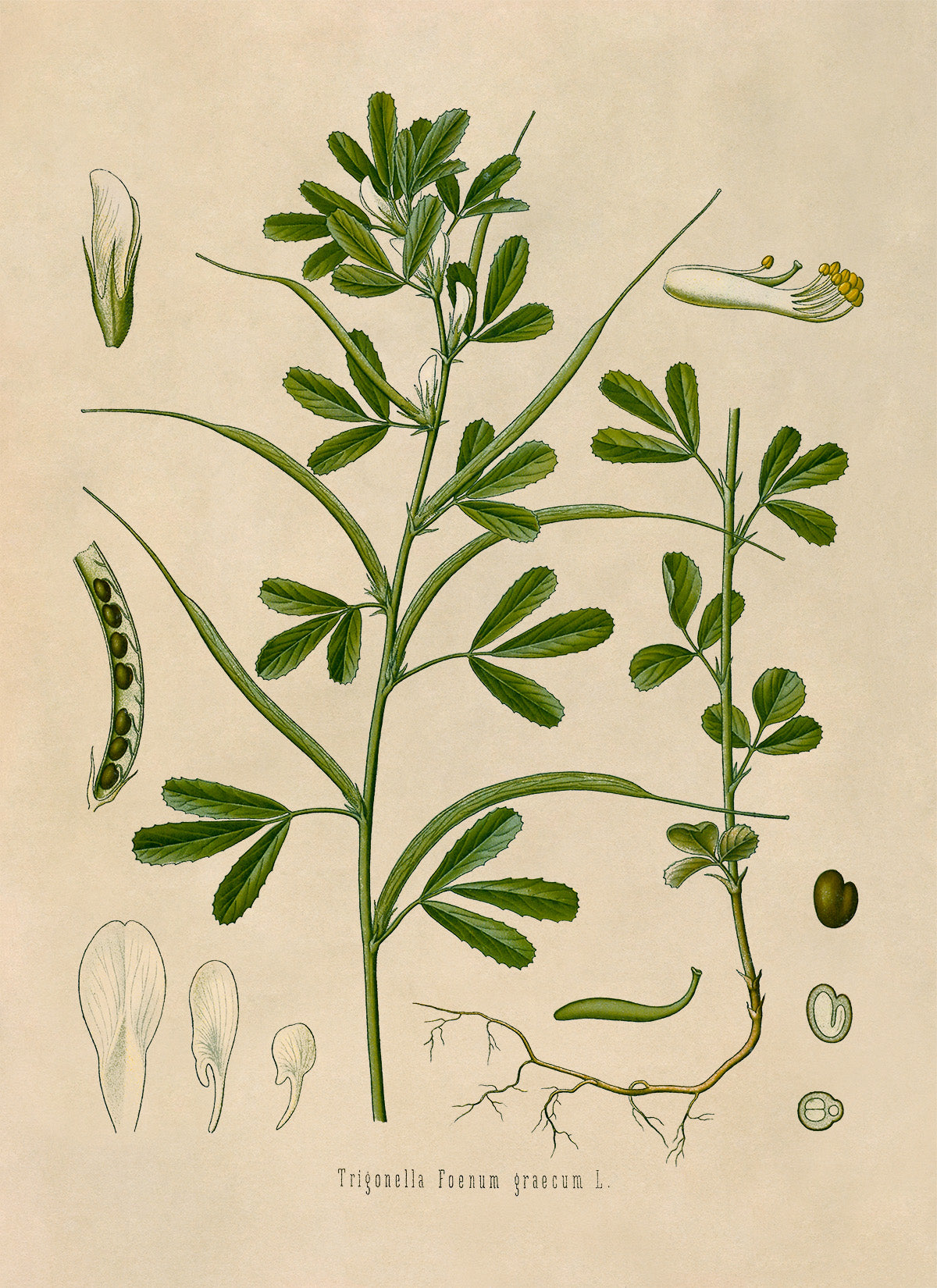 Fenugreek Plant Botanical Illustration Print, MOBO126