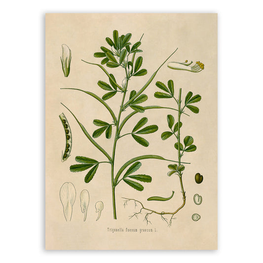 Fenugreek Plant Botanical Illustration Print, MOBO126