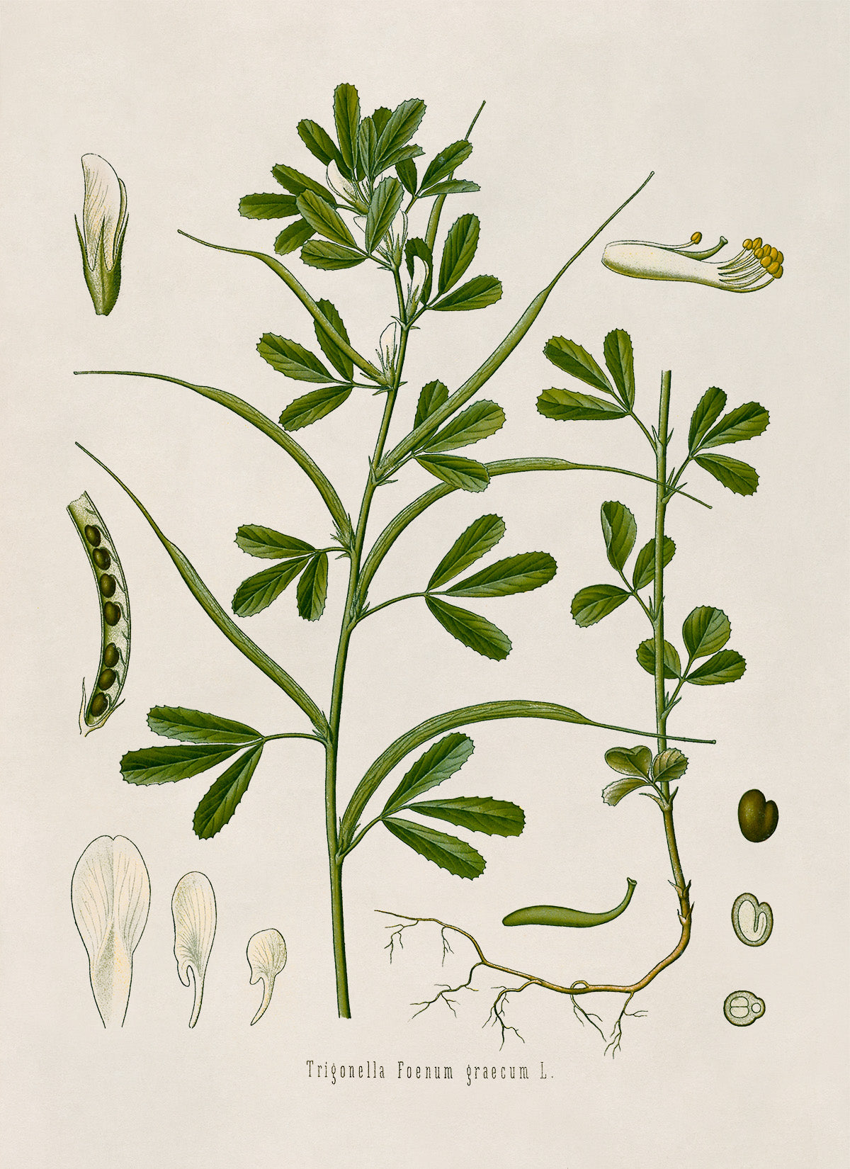 Fenugreek Plant Botanical Illustration Print, MOBO126