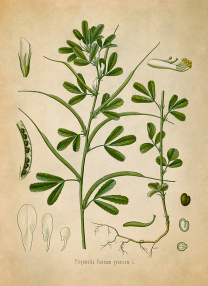 Fenugreek Plant Botanical Illustration Print, MOBO126