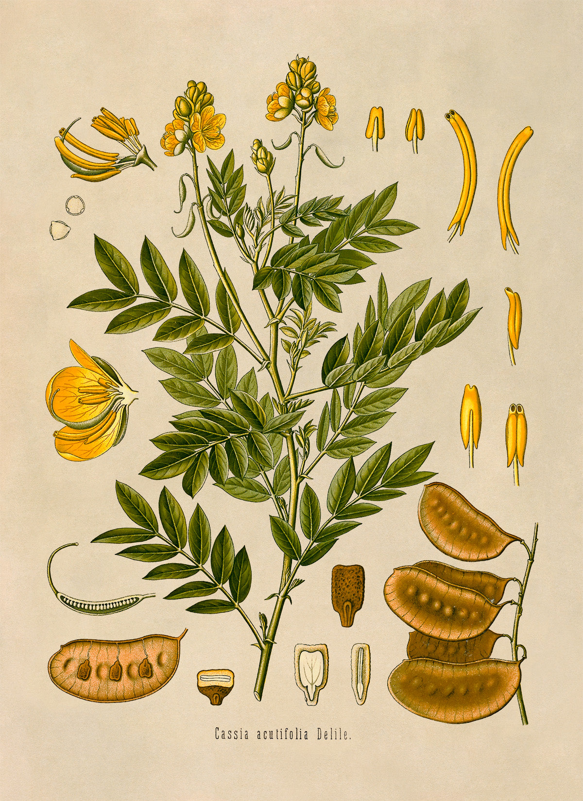 Alexandrian Senna Plant Botanical Illustration Print, MOBO127