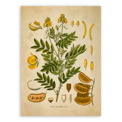 Alexandrian Senna Plant Botanical Illustration Print, MOBO127