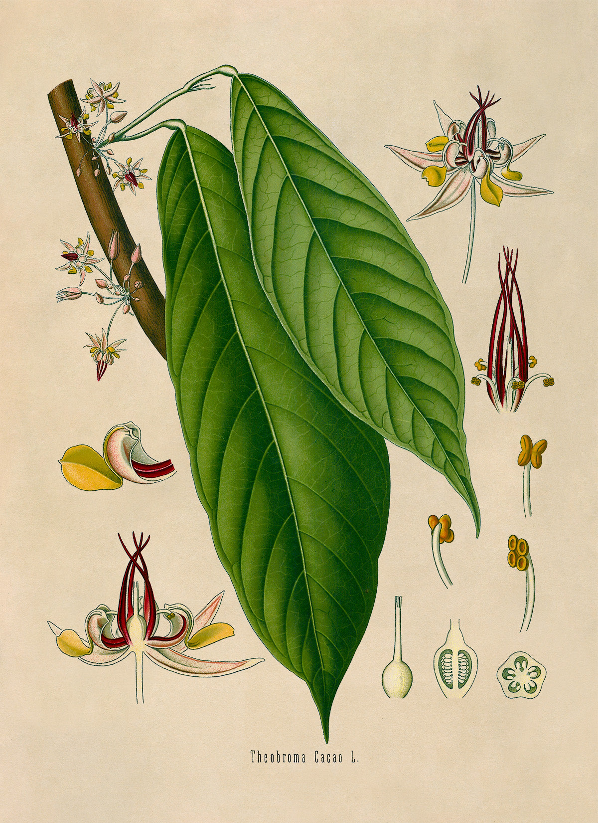 Cacao Tree Botanical Illustration Print, MOBO128