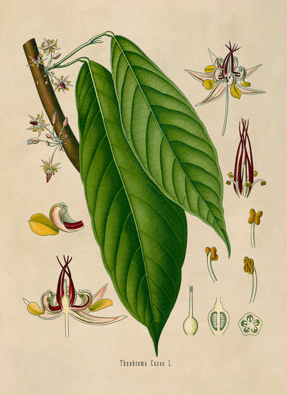 Cacao Tree Botanical Illustration Print, MOBO128