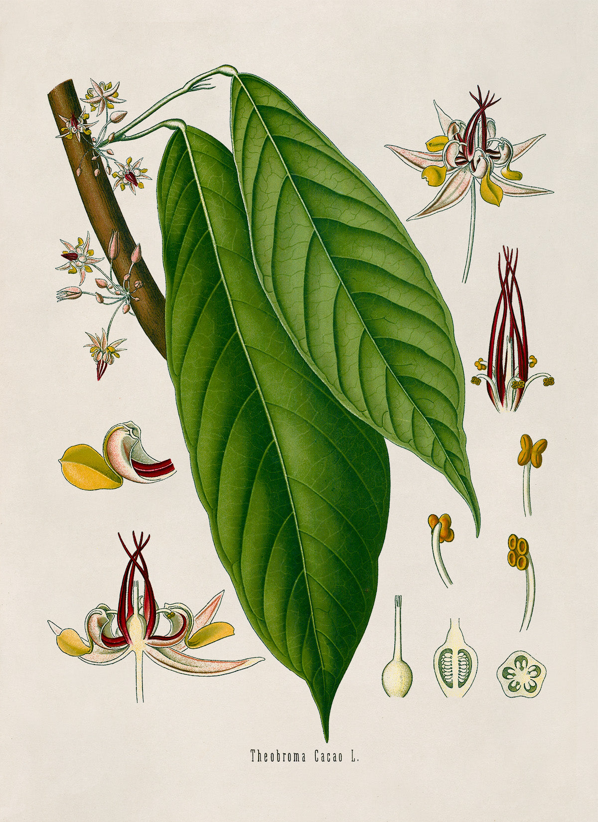 Cacao Tree Botanical Illustration Print, MOBO128