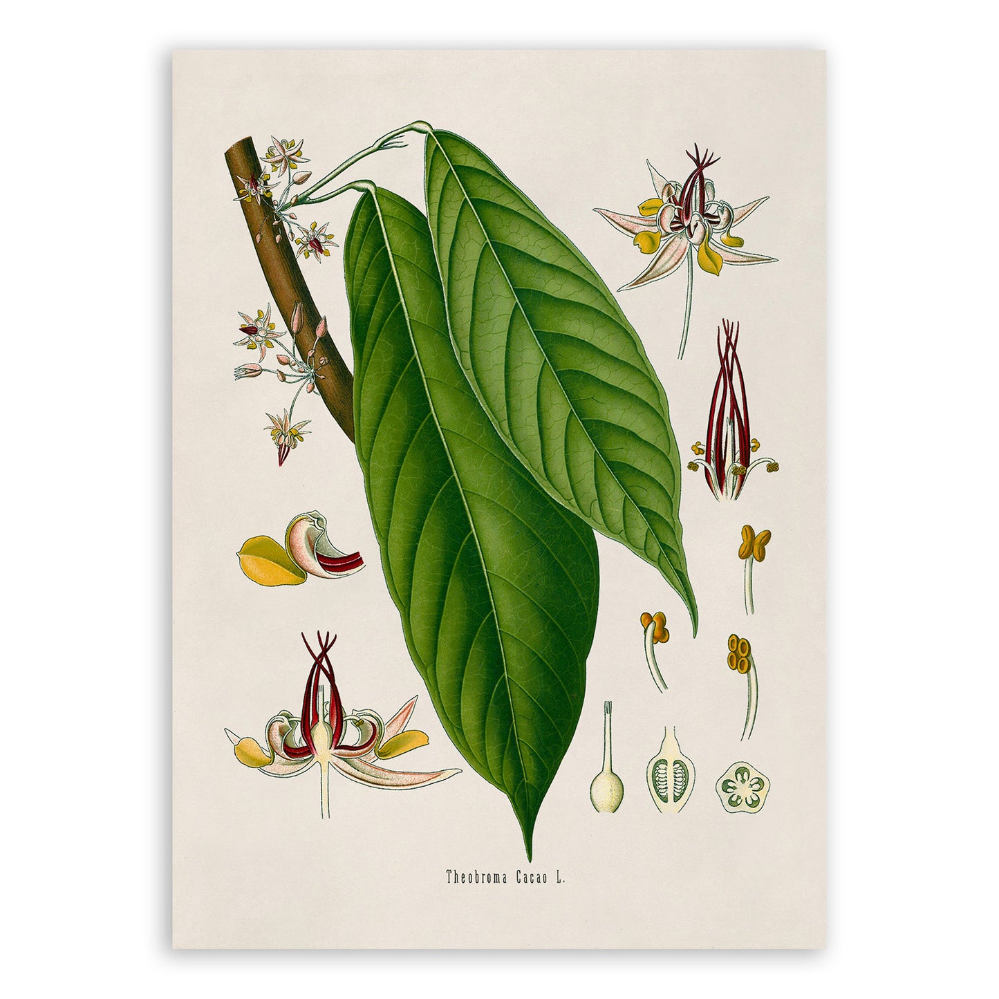 Cacao Tree Botanical Illustration Print, MOBO128