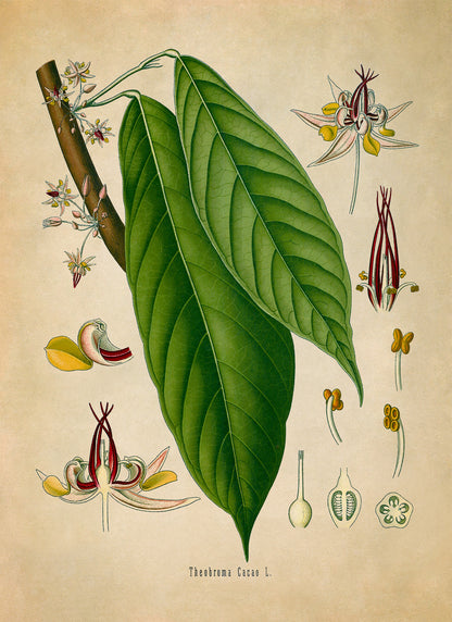 Cacao Tree Botanical Illustration Print, MOBO128