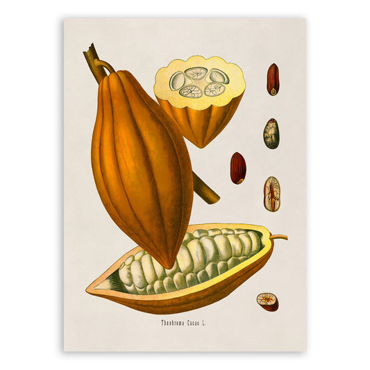 Chocolate Tree Bean Botanical Illustration Print, MOBO129