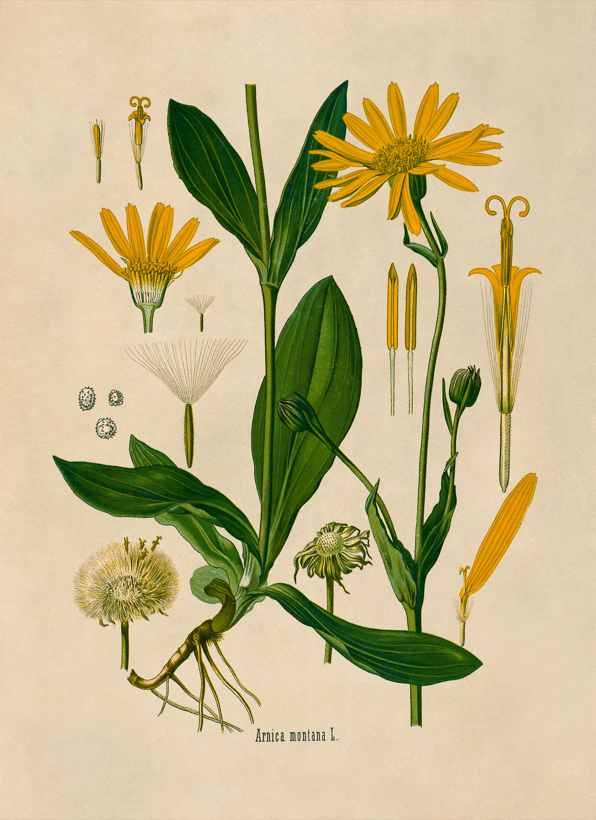 Mountain Arnica Plant Botanical Illustration Print, MOBO12