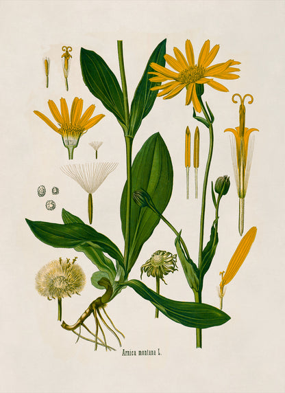 Mountain Arnica Plant Botanical Illustration Print, MOBO12