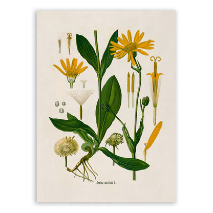 Mountain Arnica Plant Botanical Illustration Print, MOBO12